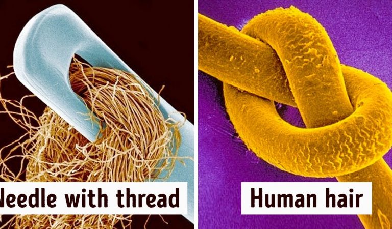 17 Ordinary Things That Look So Weird Under a Microscope They Seem to Belong to a Parallel Universe 17 Ordinary Things That Look So Weird Under a Microscope They Seem to Belong to a Parallel Universe