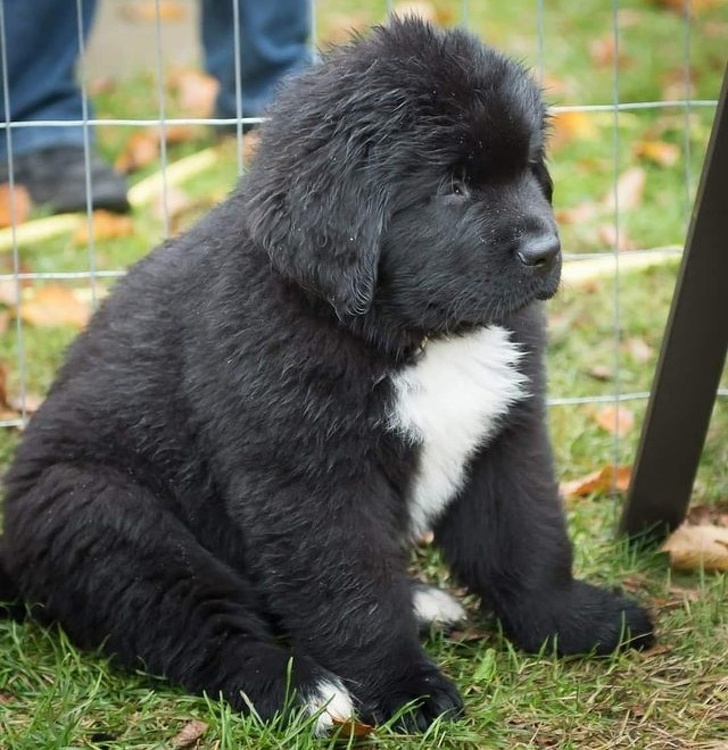 17 People Who Dreamed Of Having A Big Teddy Bear At Home So They Got A Newfoundland Dog Szorakoztato Org
